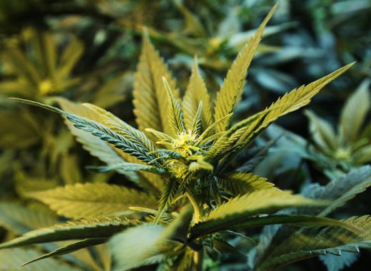 An internet photo of marijuana. 