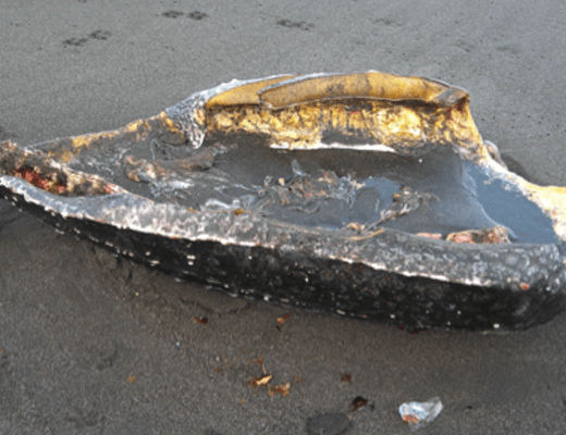 Figure 1. Shell (Carapace) of Leatherback Turtle