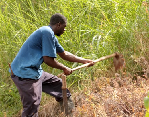 Family farmers produce the majority of food for local consumption in the region of Latin America and the Caribbean. (IWN photo)