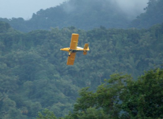 An aircraft sprays banana fields in the Buccament Valley on Dec. 4, 2013. (IWN photo)   