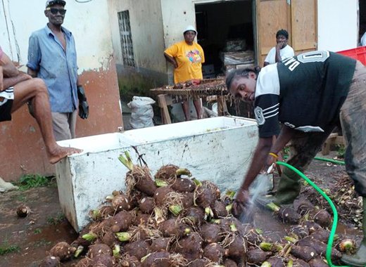 Farmers in Greiggs prepare dasheen for export to Europe. (photo: Saboto Caesar/Facebook)
