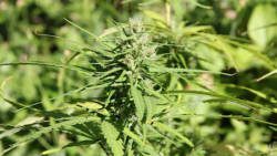 A marijuana plant in St. Vincent. (iWN file photo) 