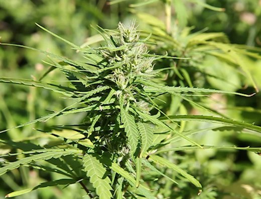 A marijuana plant in St. Vincent. (iWN file photo) 