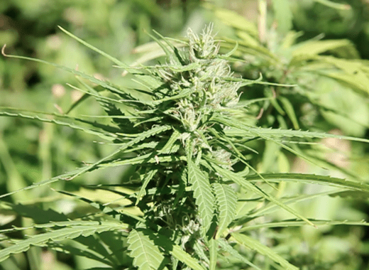 Is marijuana "the healing of the nation" or a debilitating drug?. (IWN photo)