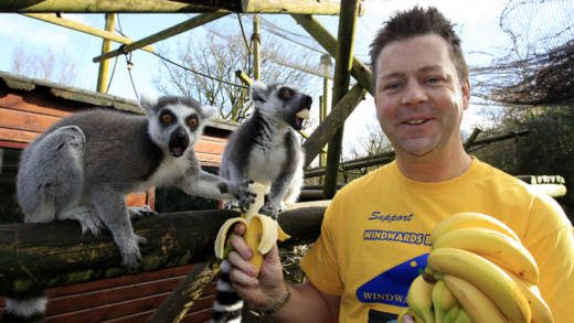Christopher Stange, honorary consul for SVG to Northern Ireland feeding ring-tailed lemurs St. Vincent Fairtrade bananas at Belfast Zoo. 