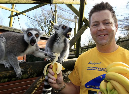 Christopher Stange, honorary consul for SVG to Northern Ireland feeding ring-tailed lemurs St. Vincent Fairtrade bananas at Belfast Zoo. 