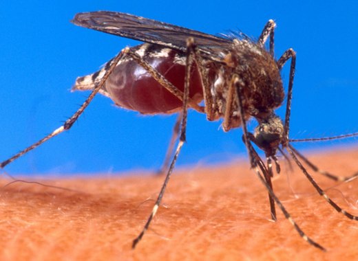 Dengue is a mosquito-borne viral illness. It caused the deaths of five students in St. Vincent and the Grenadines last year.