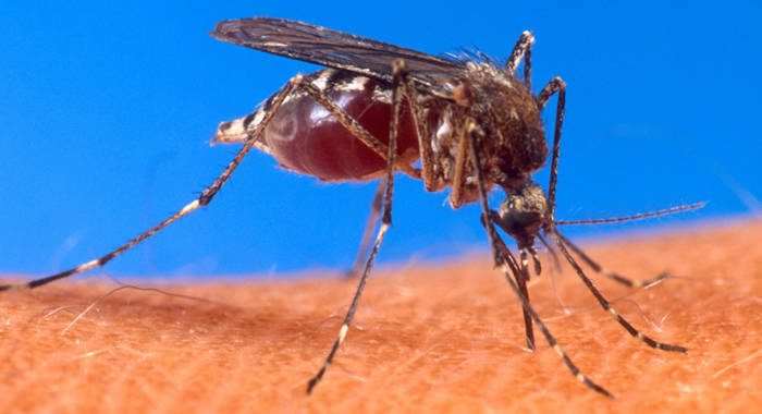Dengue is a mosquito-borne viral illness. It caused the deaths of five students in St. Vincent and the Grenadines last year.