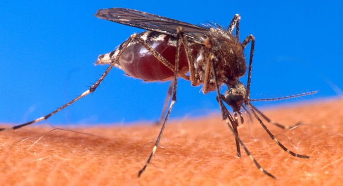 Aedes aegypti biting human
