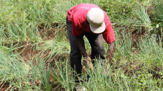 Farmers support programme