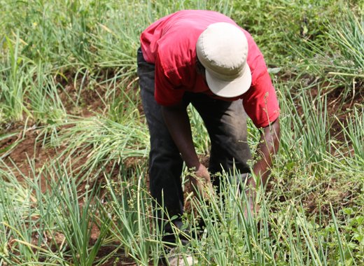 Farmers support programme