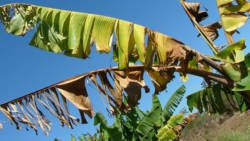 A banana plant infected with the black Sigatoka disease. (Internet photo)
