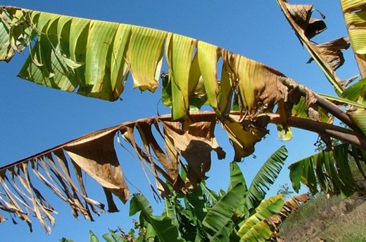 A banana plant infected with the black Sigatoka disease. (Internet photo)
