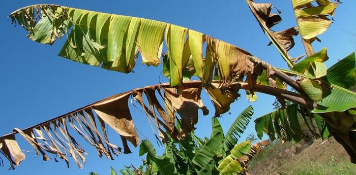 A banana plant infected with the black Sigatoka disease. (Internet photo)