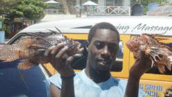 Elliot Lewis of Union Island's Team KEVISHA caught the  largest lionfish (15.5 inches) in the first Union Island Lionfish Derby. 