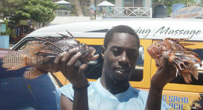 Elliot Lewis of Union Island's Team KEVISHA caught the  largest lionfish (15.5 inches) in the first Union Island Lionfish Derby. 