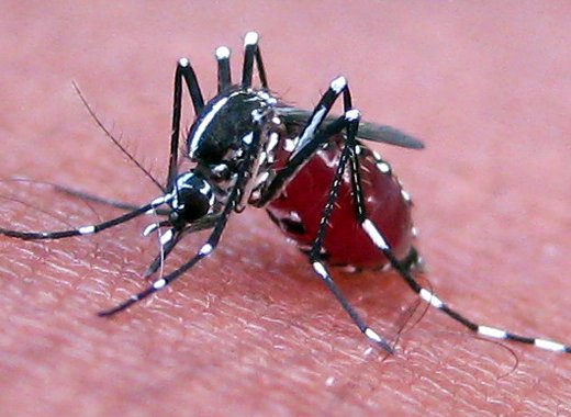 There is an outbreak of dengue, a mosquito-borne viral disease, in St. Vincent and the Grenadines. 