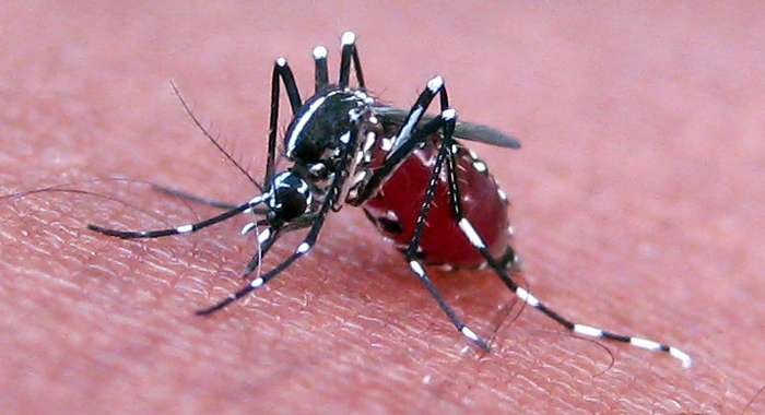 Zika virus is spread through the bite of the aedes aegypti mosquito. (Internet photo)  