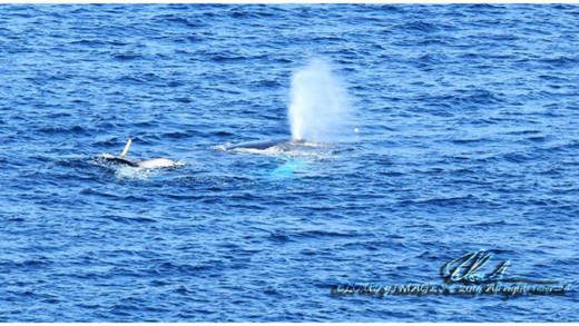 Whales frolicked in Kingstown Harbour last week.  (Photo: Robert Clouden/Facebook)