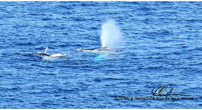 Whales frolicked in Kingstown Harbour last week.  (Photo: Robert Clouden/Facebook)