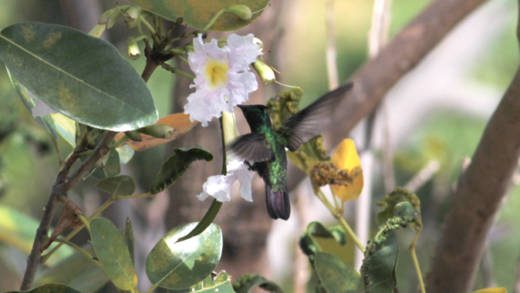 In this May 7, 2014 photo, a hummingbird drinks nectar from a tree in Rillan Hill. Islands are home to a vast range of animals and plants. (IWN photo)
