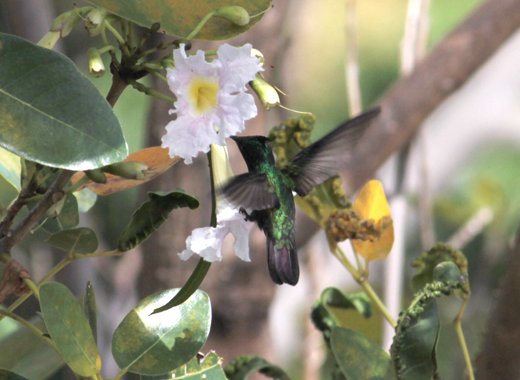 In this May 7, 2014 photo, a hummingbird drinks nectar from a tree in Rillan Hill. Islands are home to a vast range of animals and plants. (IWN photo)