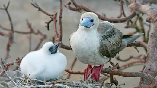 Battowia is the largest nesting place regionally for the red-footed booby. (Internet photo)
