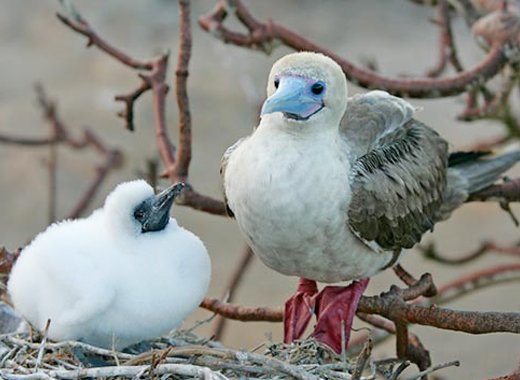 Battowia is the largest nesting place regionally for the red-footed booby. (Internet photo)