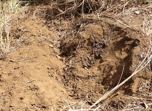 The body of Calvin Jacobs was found in this shallow "grave" in his yard in Biabou. (IWN photo)