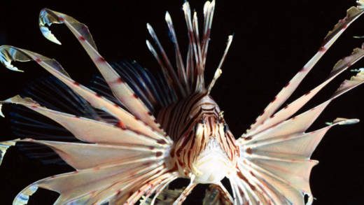 The events are geared at battling the lionfish invasion in the  waters of the Grenadines. 