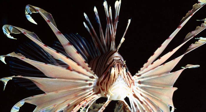 The events are geared at battling the lionfish invasion in the  waters of the Grenadines. 