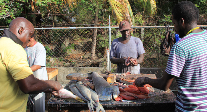 Fish is processed for sale at the Calliaqua Fisheries Complex during Fisherman’s Day celebrations on Monday. (IWN Photo)