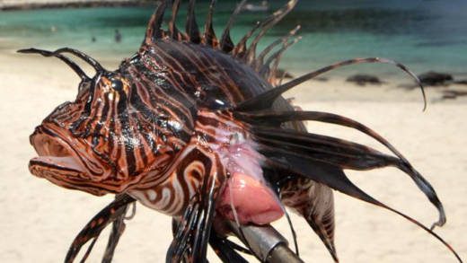 Indigo Dive has removed 3,000 pounds of lionfish from the western coast of St. Vincent in the past 30 months.