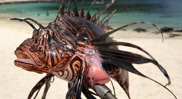 Indigo Dive has removed 3,000 pounds of lionfish from the western coast of St. Vincent in the past 30 months.