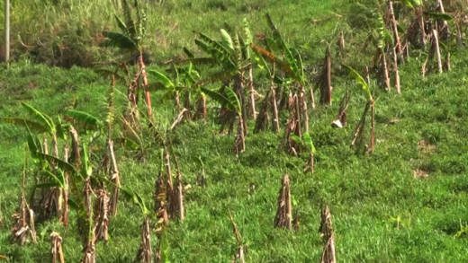 Many farms were severely affected by the drought.