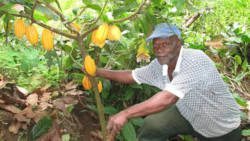 A farmer poses with an 18-month-old cocoa plant.  Amajaro has ceased operations in SVG. (Photo: SVCC/Facebook)