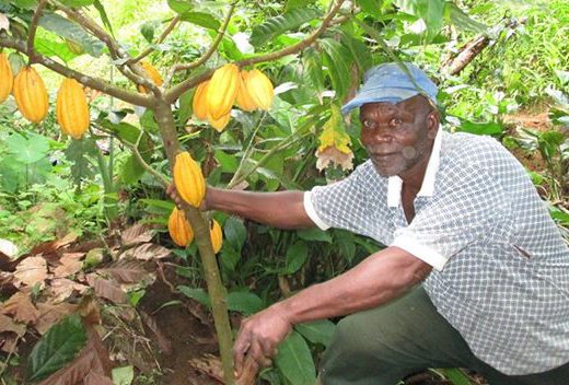 A farmer poses with an 18-month-old cocoa plant.  Amajaro has ceased operations in SVG. (Photo: SVCC/Facebook)