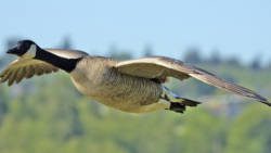 Goose