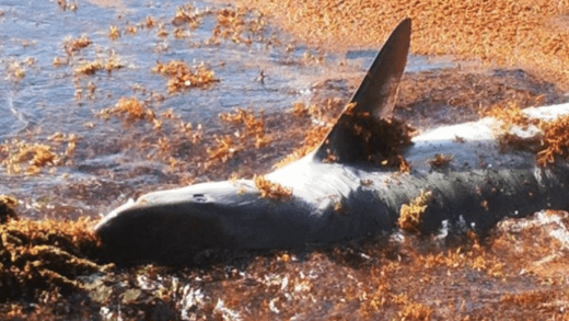 The shark was found floating among seaweed in Mustique.