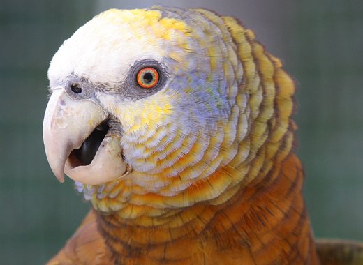 The SVG parrot. (internet photo)