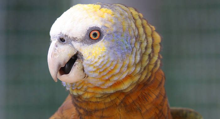 The SVG parrot. (internet photo)