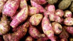 Six containers of root crops will be exported weekly. 