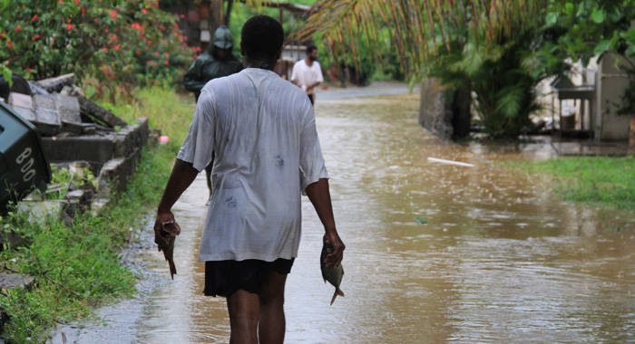 A fisherman walks through a flooded street in Buccament Bay on Sept. 6. (IWN photo)