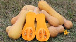 The Ministry of Agriculture is hoping to export a 40-foot container of butternut squash to the UK every week. (Internet photo) 