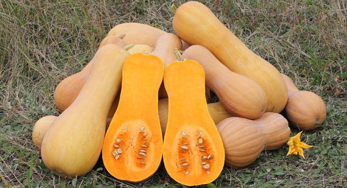 The Ministry of Agriculture is hoping to export a 40-foot container of butternut squash to the UK every week. (Internet photo) 