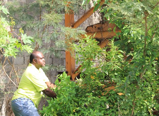 Bigger Bigs clears overgrown vegetation from around his stone crushing plant on Oct. 4, 2014. (IWN photo)
