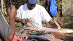 Experts say warmer seas could see some species of fish moving away from the Caribbean. (IWN photo)