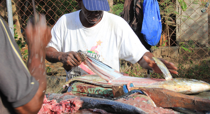 Climate change affecting C'bean fish and small ruminants stocks ...