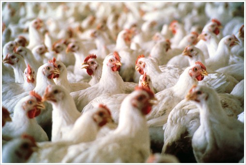 The use of antibiotics in animal feed is making the drugs like effective in humans.