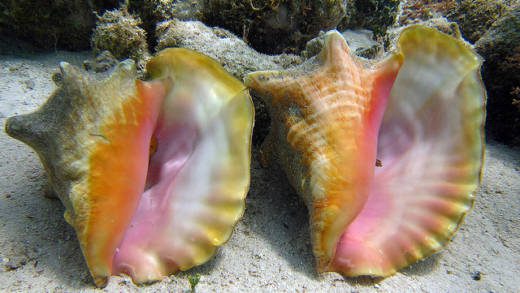 The United States says listing the queen conch as endangered is unwarranted.